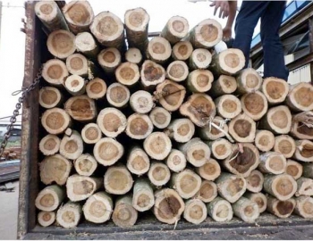 Thu mua gỗ nguyên liệu